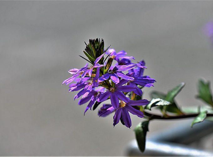 Balkon plný květin i během podzimu