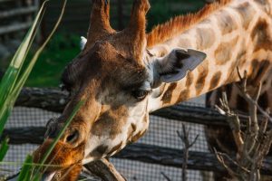 Zoologické zahrady se v Česku bouří proti pozdní možnosti otevřít