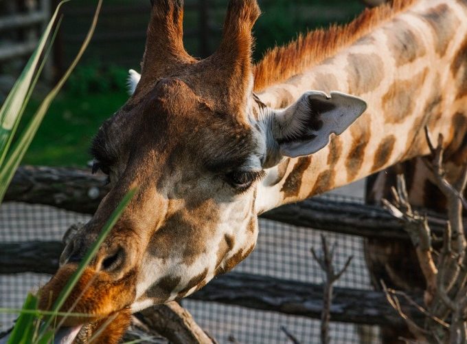 Zoologické zahrady se v Česku bouří proti pozdní možnosti otevřít